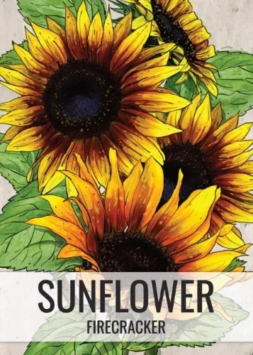 firecracker-sunflower-seeds-planting-helianthus-annuus Firecracker Sunflower Seeds For Planting (Helianthus annuus)