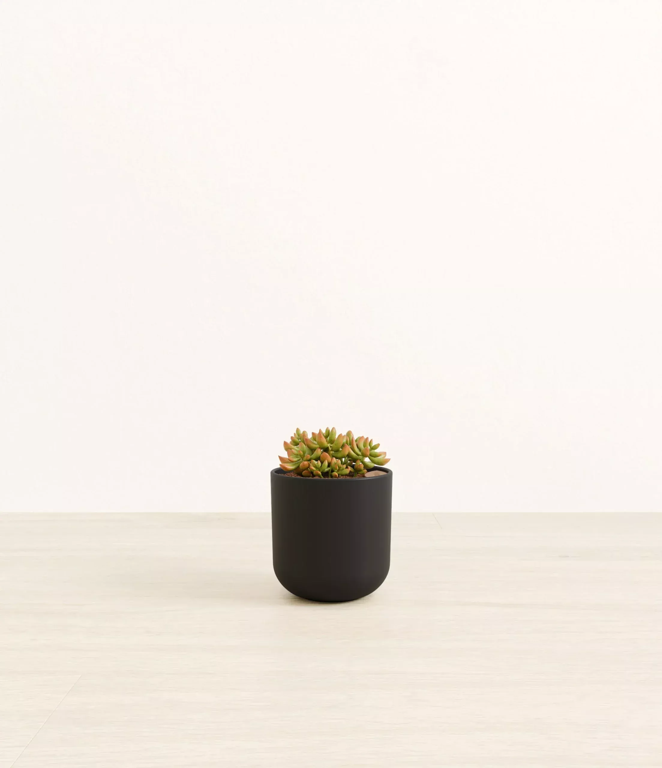 firestorm-sedum Firestorm Sedum