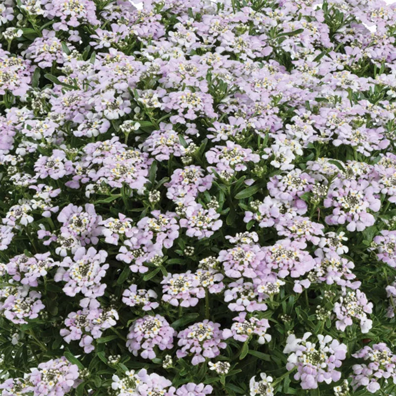 first-flush-lavender-candytuft-iberis First Flush™ Lavender Candytuft (Iberis)
