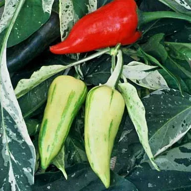 Fish Pepper