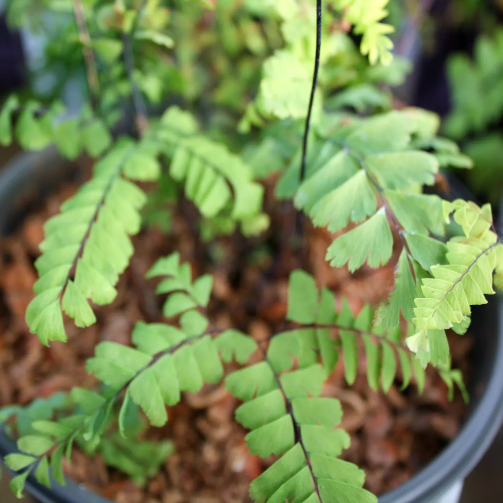 five-fingered-maidenhair-fern Five Fingered Maidenhair Fern