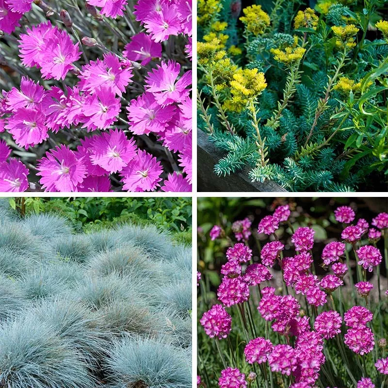 fizzy-pop-low-grow-plant-collection Fizzy Pop Low Grow Plant Collection