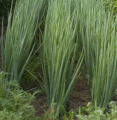 flagpole-scallion Flagpole Scallion