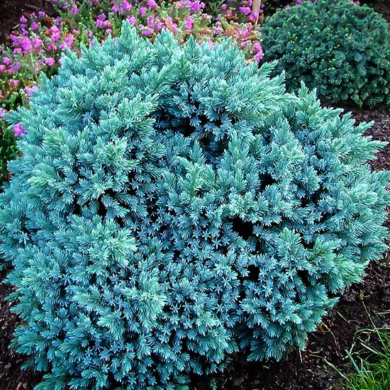 Flaky Juniper