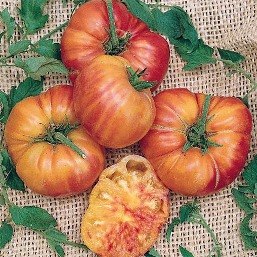 flame-beefsteak-tomato Flame-Beefsteak Tomato