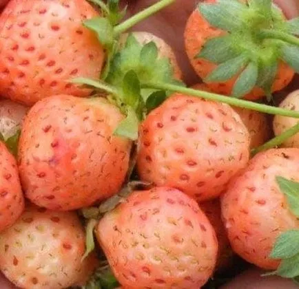 flamingo-strawberry Flamingo Strawberry