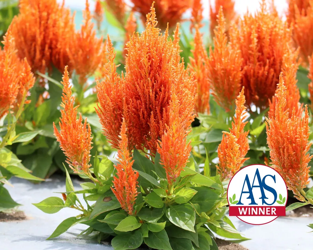 flamma-orange-celosia-seeds Flamma Orange Celosia Seeds