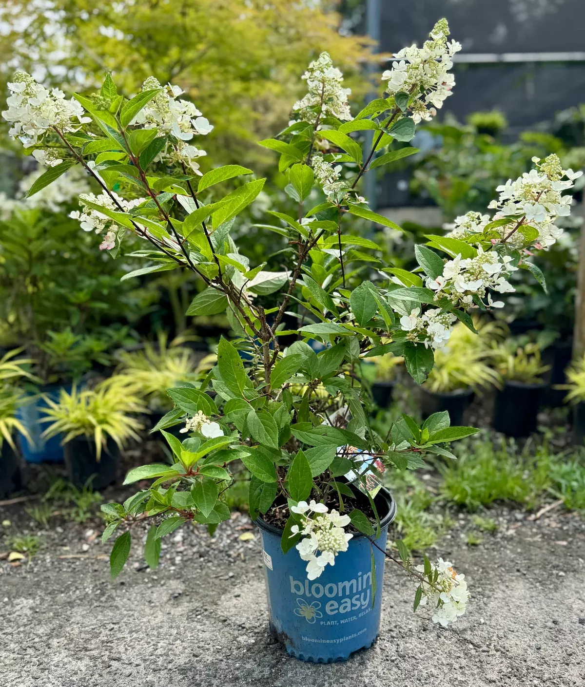 flare-hardy-hydrangea Flare™ Hardy Hydrangea