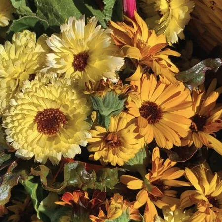 Flashback Mix Calendula Seeds