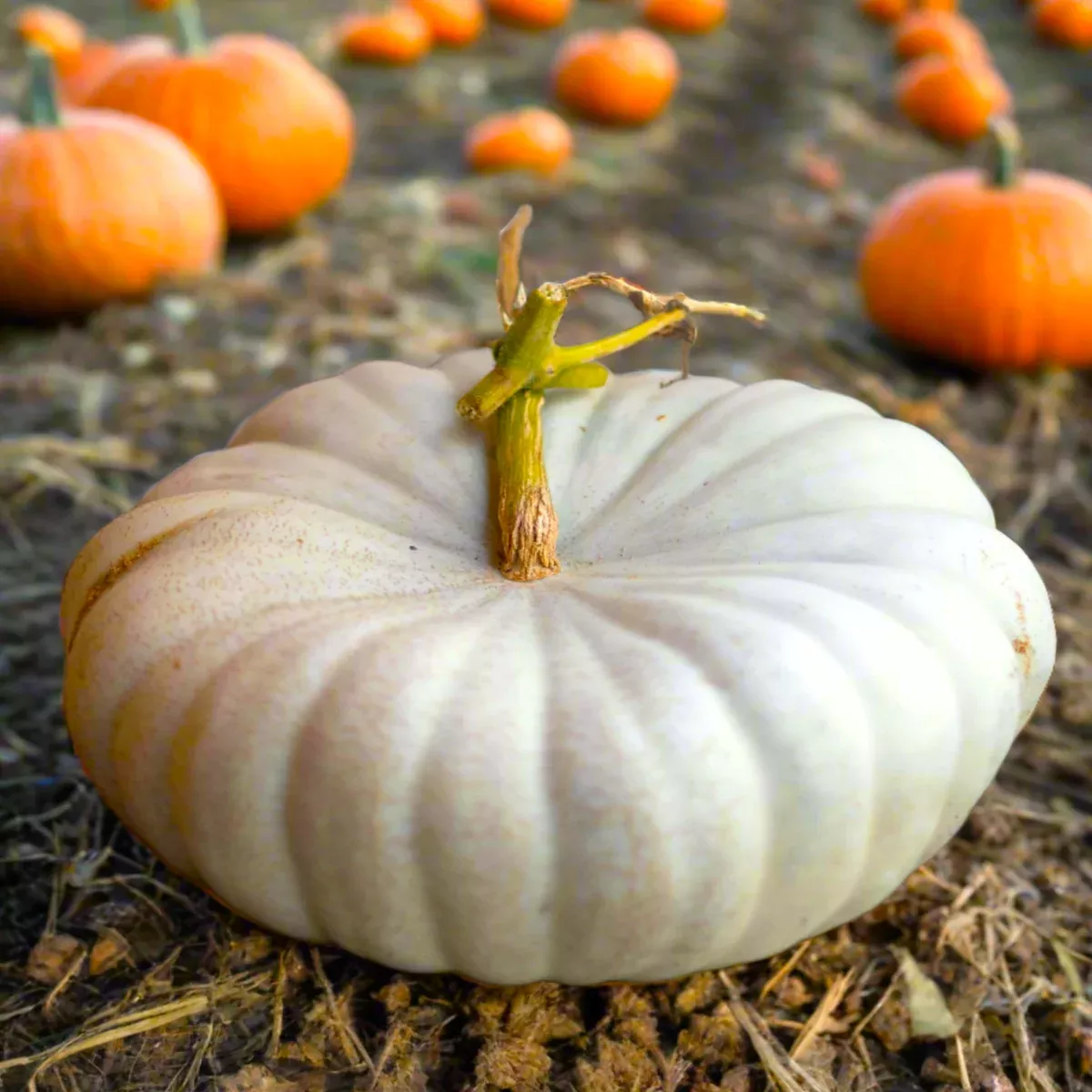 flat-white-boer-pumpkin Flat White Boer Pumpkin