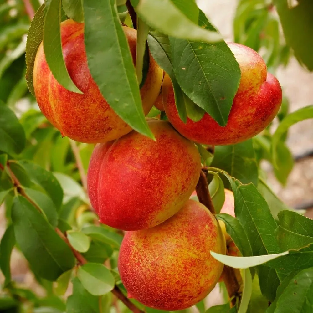 flavortop-nectarine Flavortop Nectarine