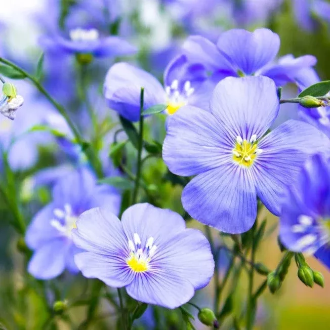 flax-blue-flower-seeds Flax, Blue Flower seeds