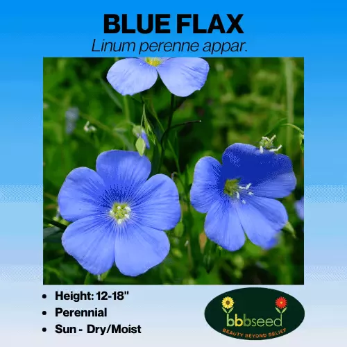 Flax, Blue – Linum perenne appar.