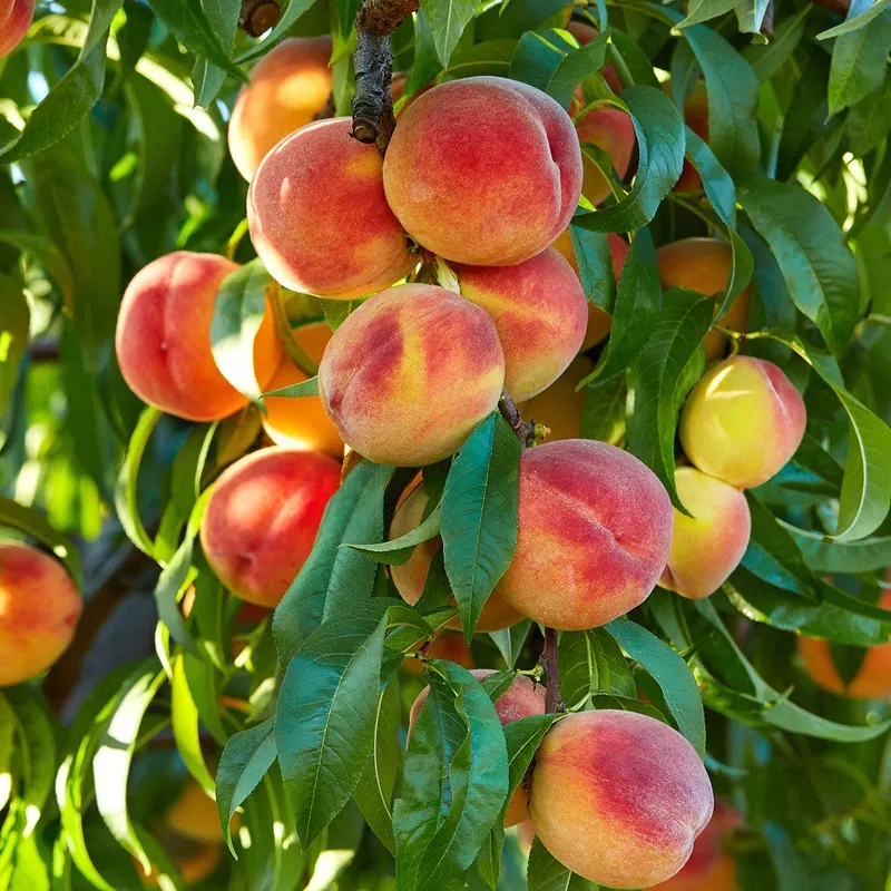 flordaking-peach-tree Flordaking Peach Tree