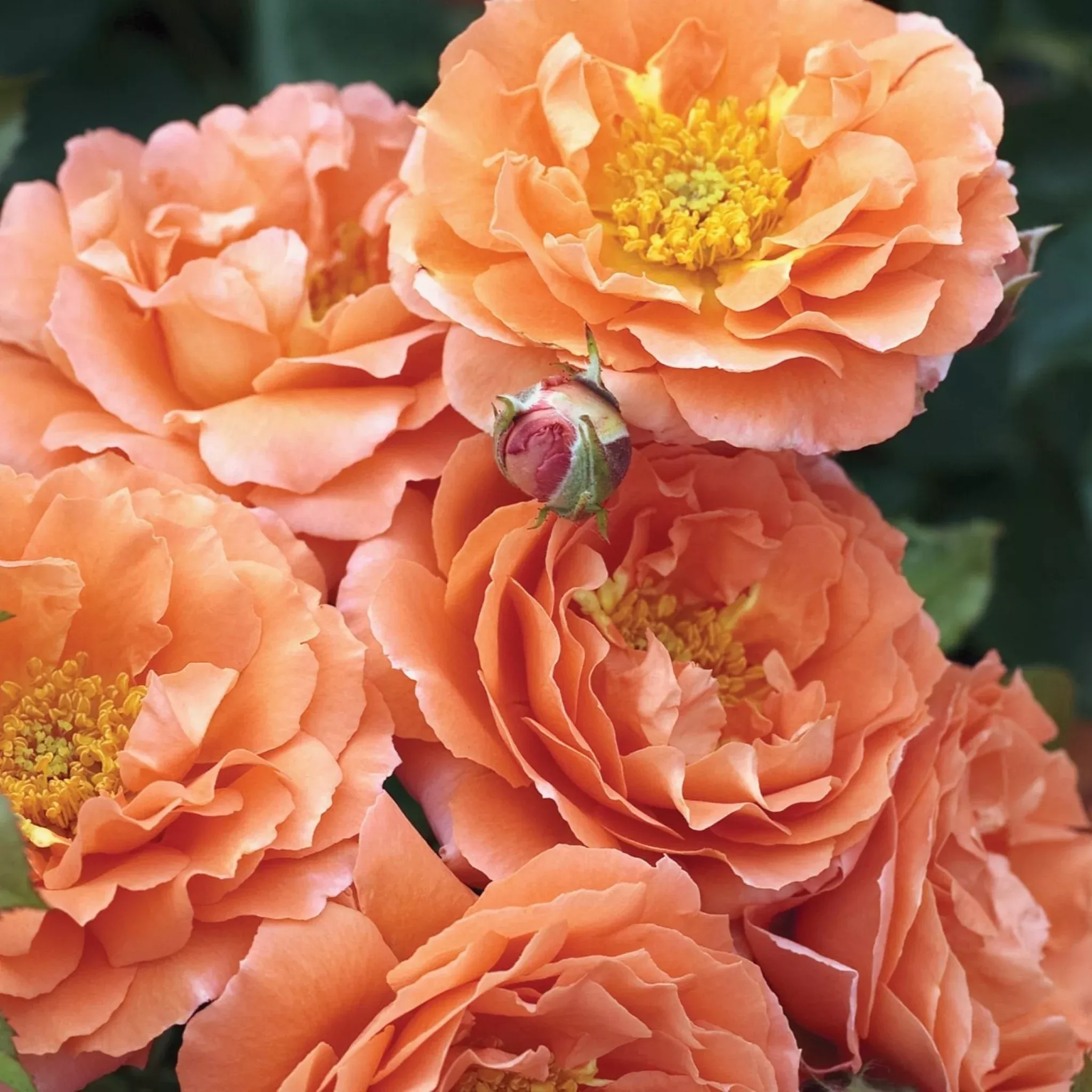 floribunda-rose Floribunda Rose
