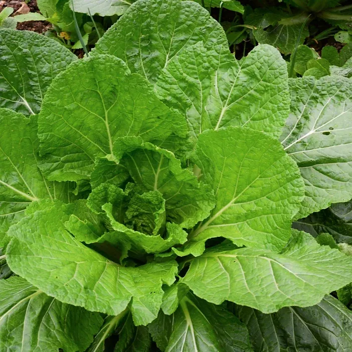 Florida Broadleaf Mustard Green