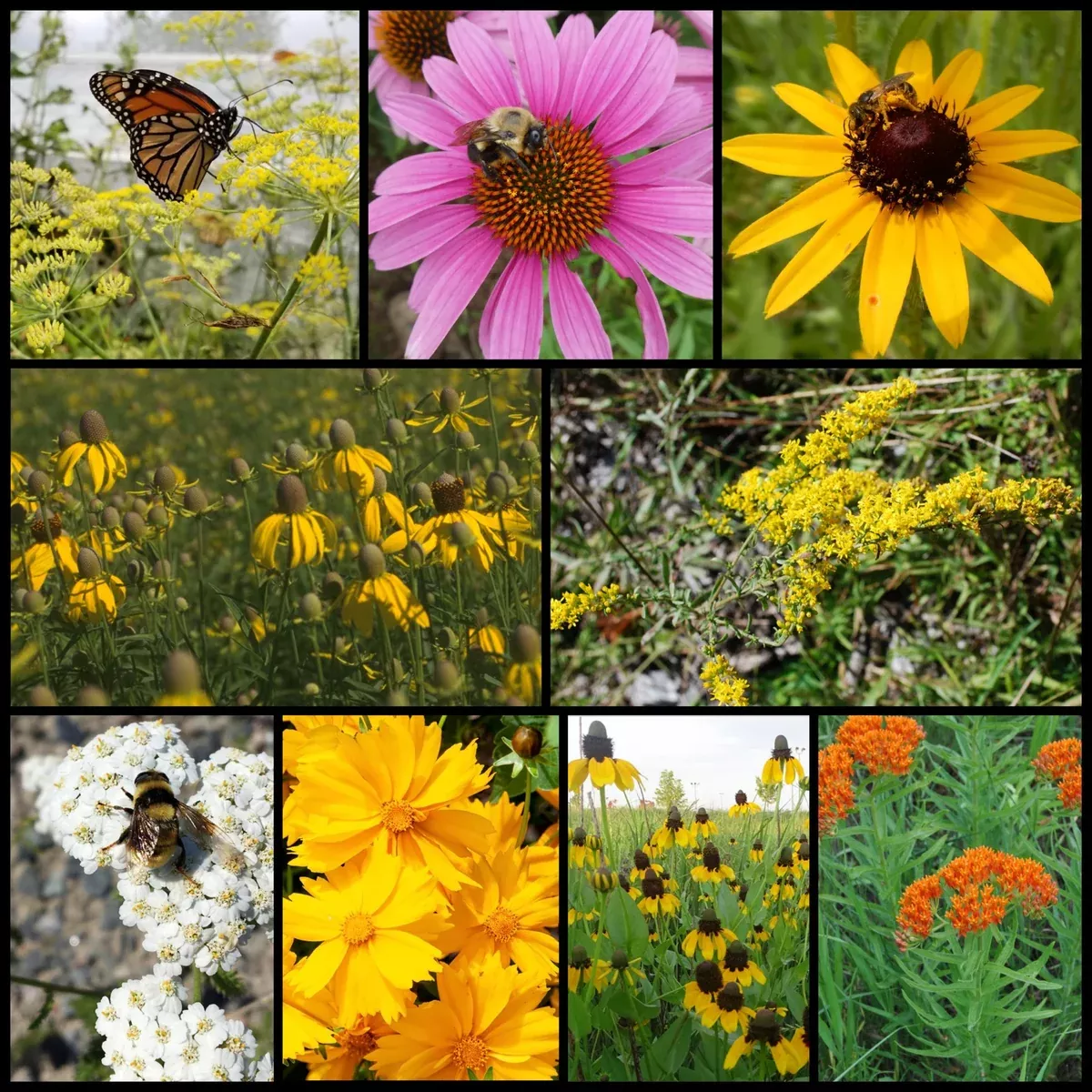 florida-native-pollinator-wildflower-mixture Florida Native Pollinator Wildflower Mixture