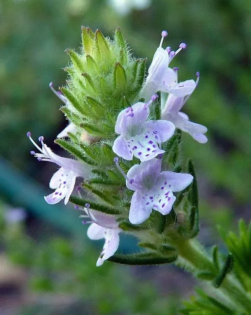 florida-pennyroyal Florida Pennyroyal