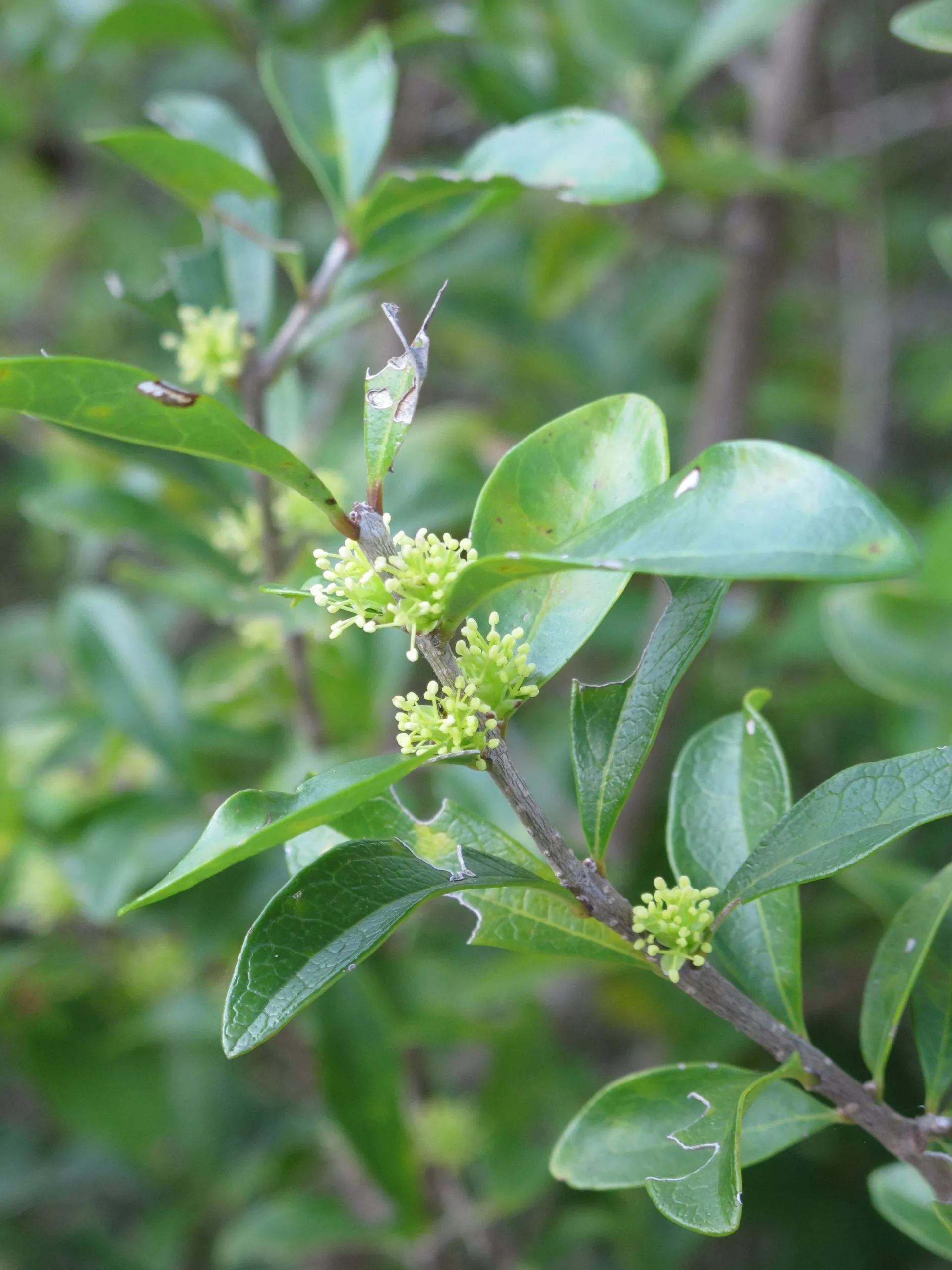 florida-privet Florida Privet