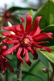 florida-red-anise Florida Red Anise