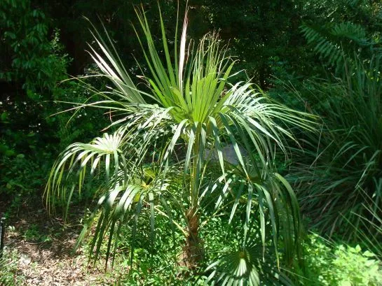 florida-silver-palm Florida Silver Palm