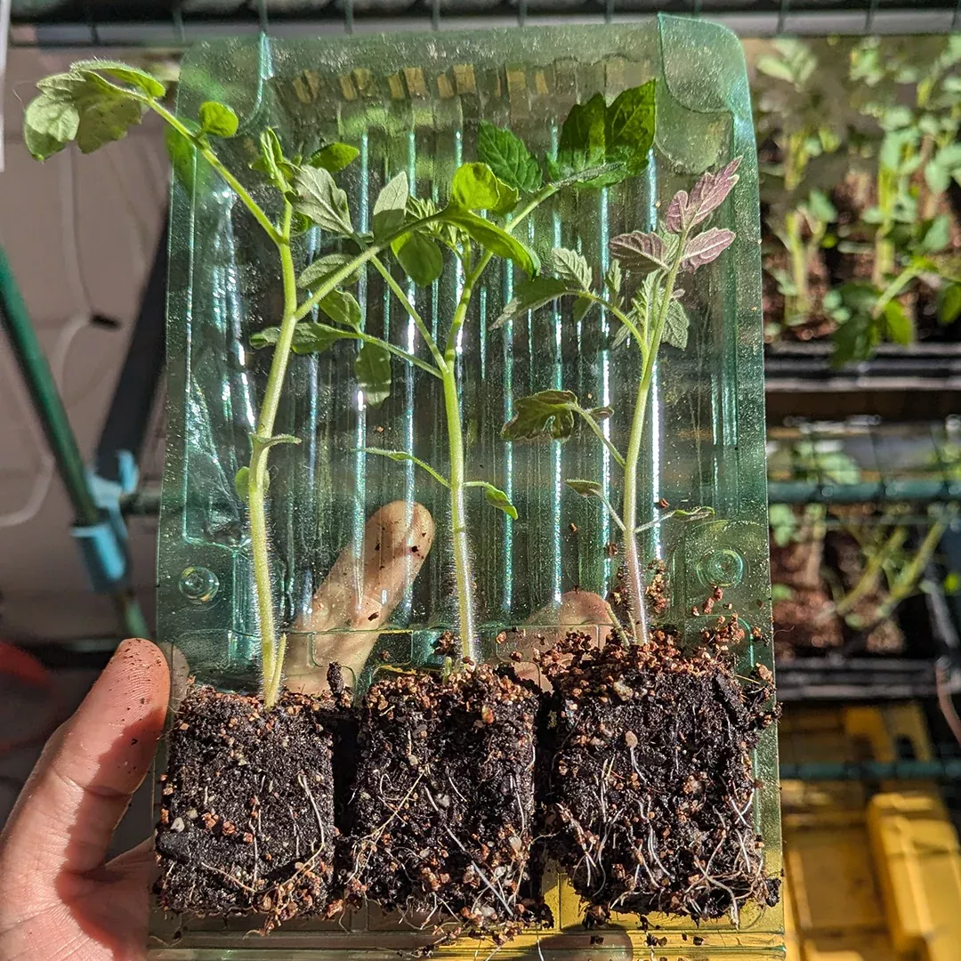 Florida Tomatoes Live Plants 3 Pack - Everglades, Black Cherry, Yellow Flame