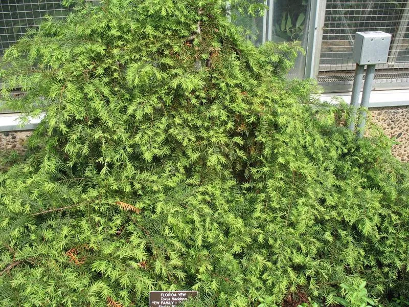 Florida Yew