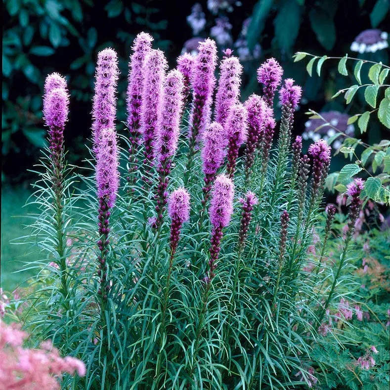 floristan-violet-blazing-star Floristan Violet Blazing Star