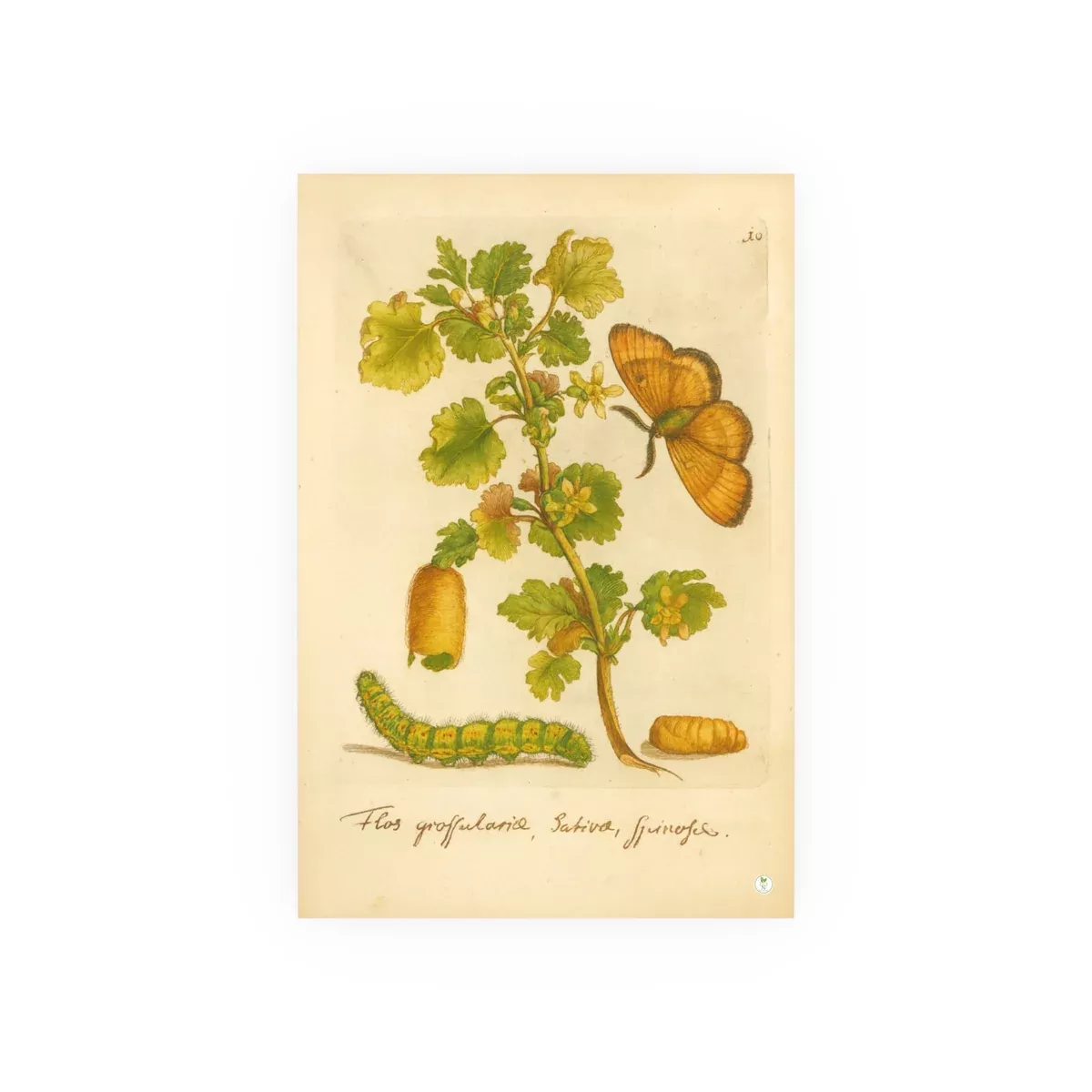 flos-grossulariae-sativa-spinosa-flowering-gooseberry-with-insects-colorized-rep Flos grossulariae sativa spinosa (Flowering Gooseberry) with Insects – Colorized Reproduction from Erucarum Ortus (1717) – GoGardenNow Exclusive