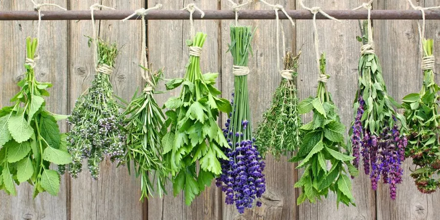flower-herb-seeds Flower and Herb Seeds
