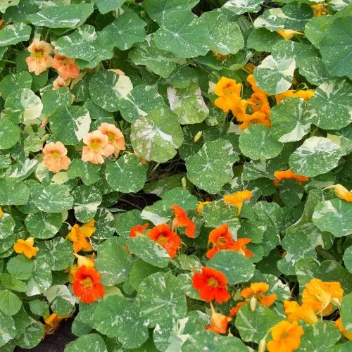 flower-nasturtium-alaska-mix Flower, Nasturtium, Alaska Mix