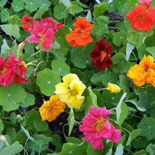 flower-nasturtium-jewel-mix Flower, Nasturtium, Jewel Mix