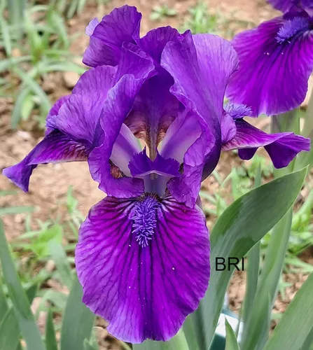 Flower Shower