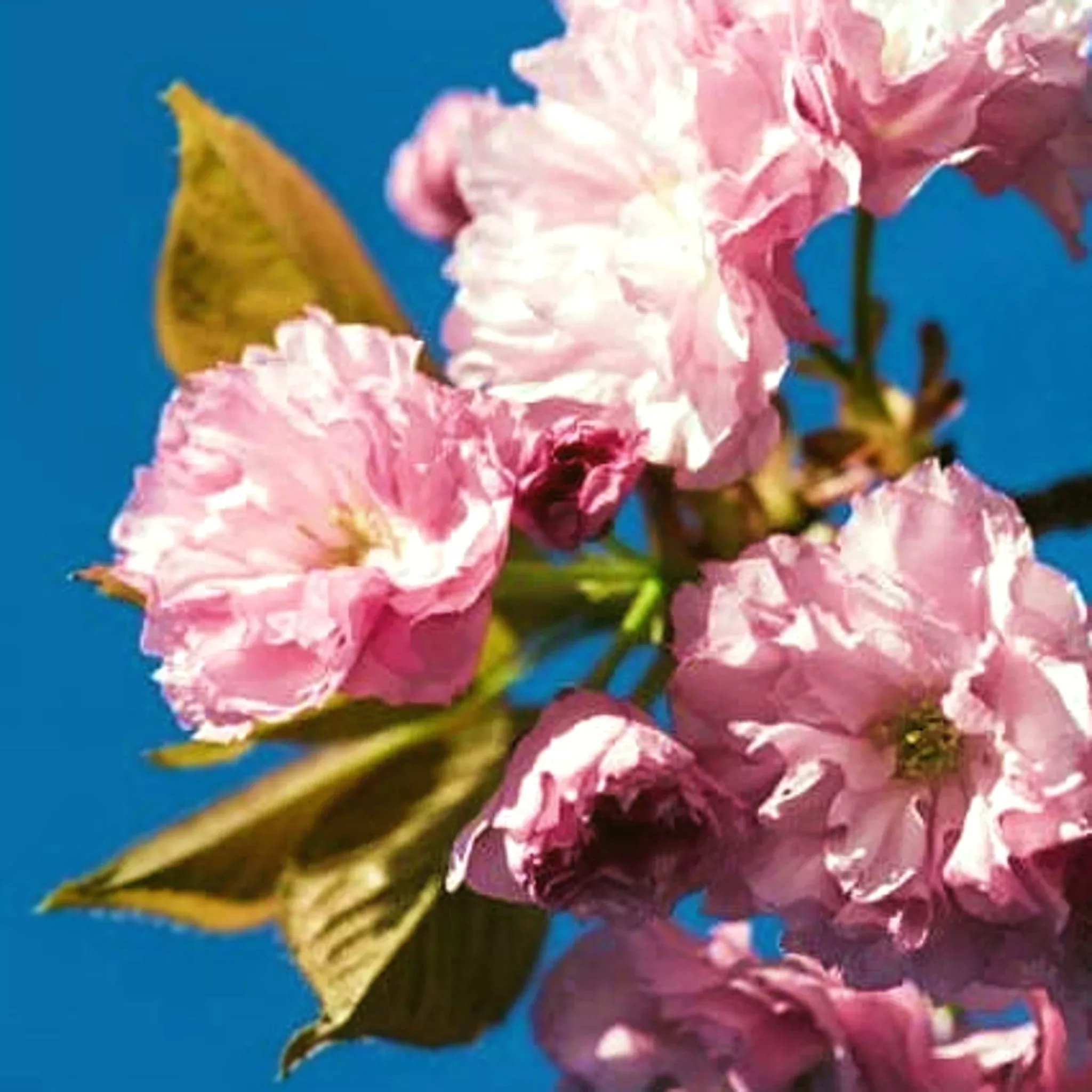 flowering-cherry Flowering Cherry