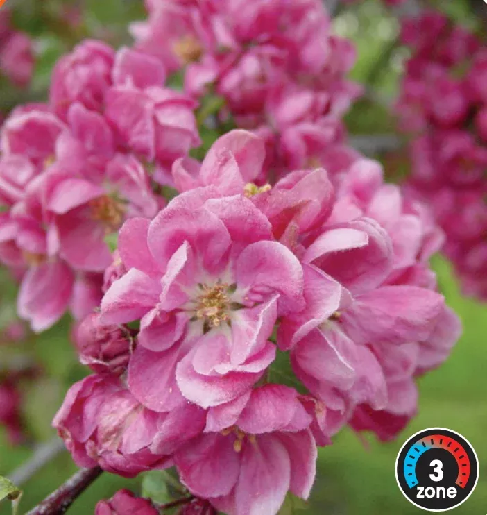 flowering-crabapple-shaughnessy-cohen Flowering Crabapple 'Shaughnessy Cohen'