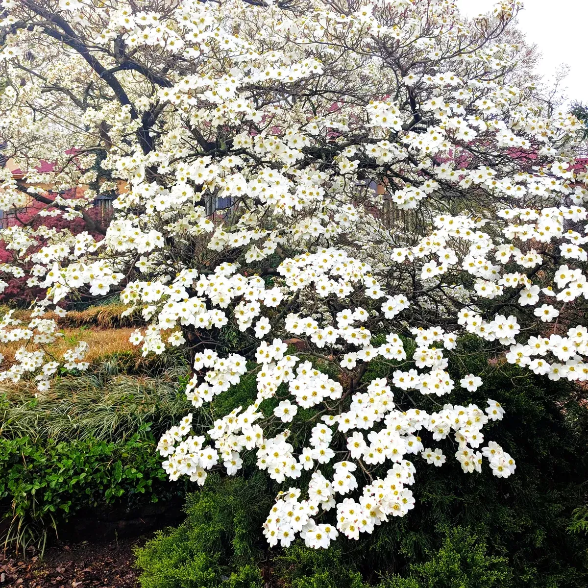 flowering-dogwood-tree Flowering Dogwood Tree