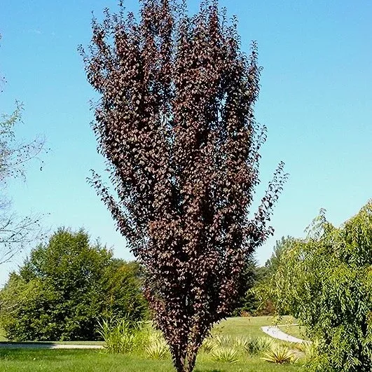 flowering-plum Flowering Plum