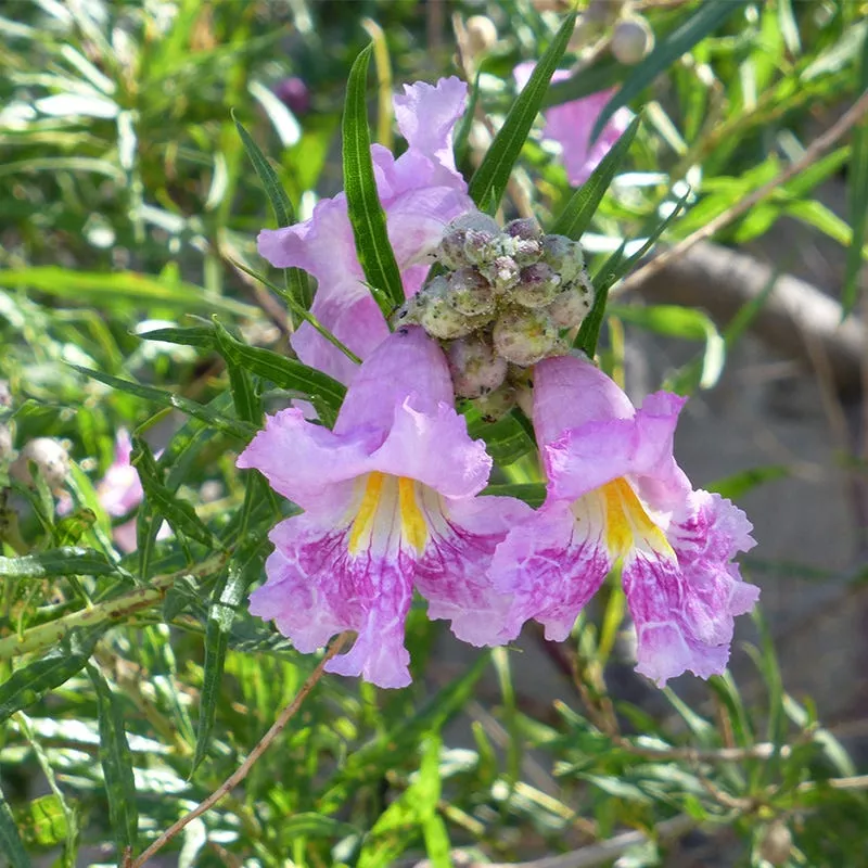 FlowerKisser Everpink Desert Willow
