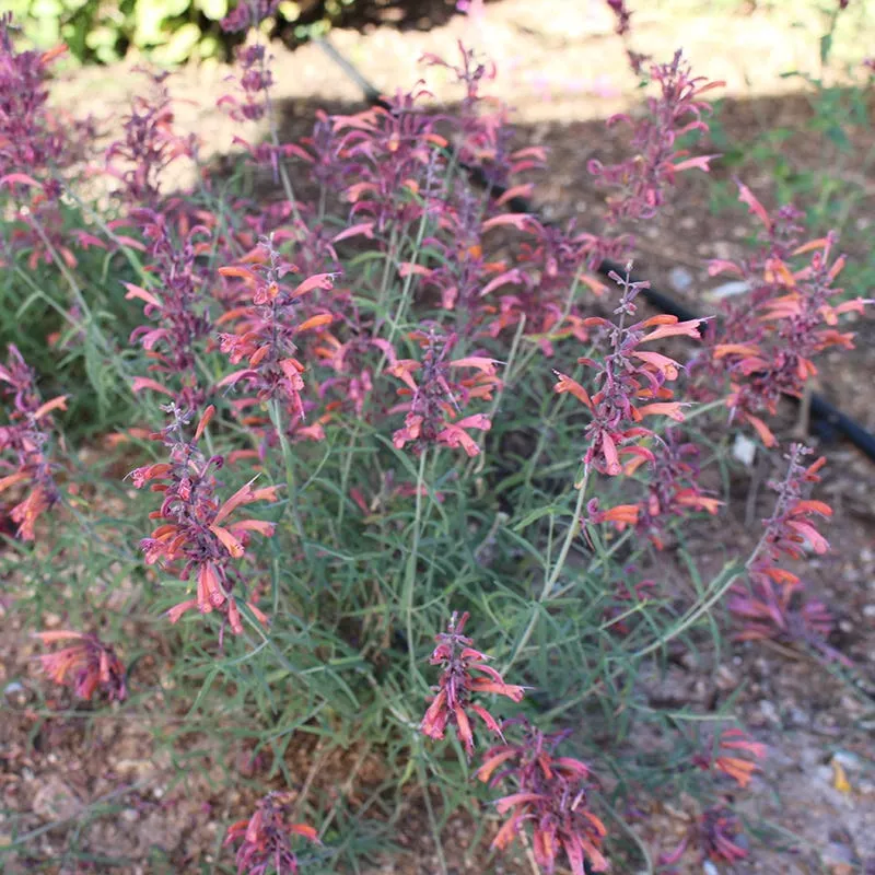 flowerkisser-silver-inferno-agastache FlowerKisser Silver Inferno Agastache