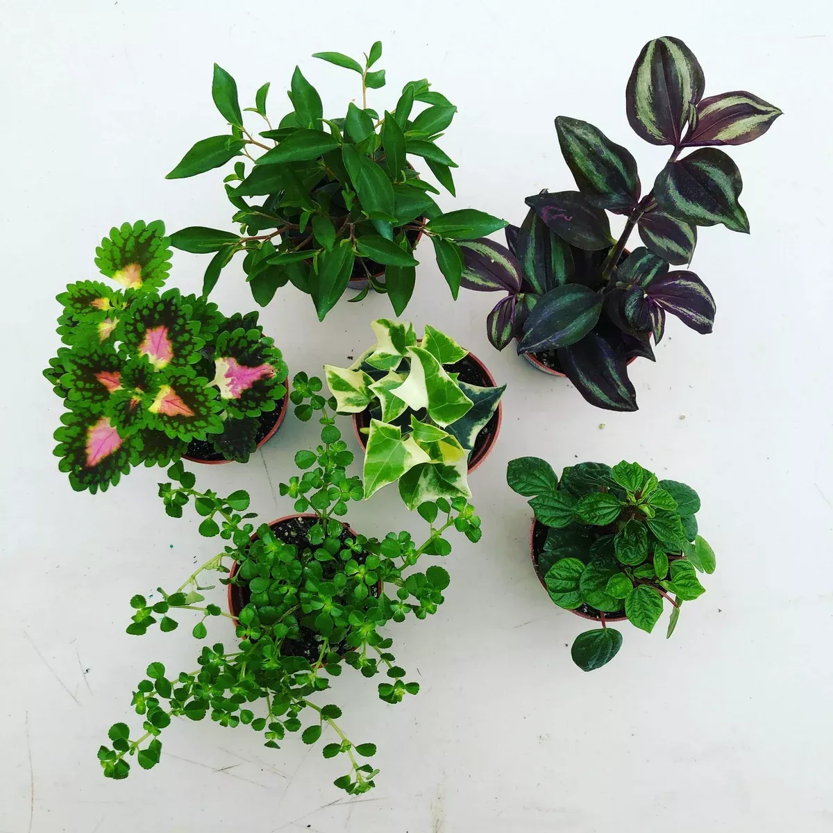 foliage-gift-box-2-pack-cat-dog-friendly Foliage Gift Box, 2 Pack Cat/Dog Friendly