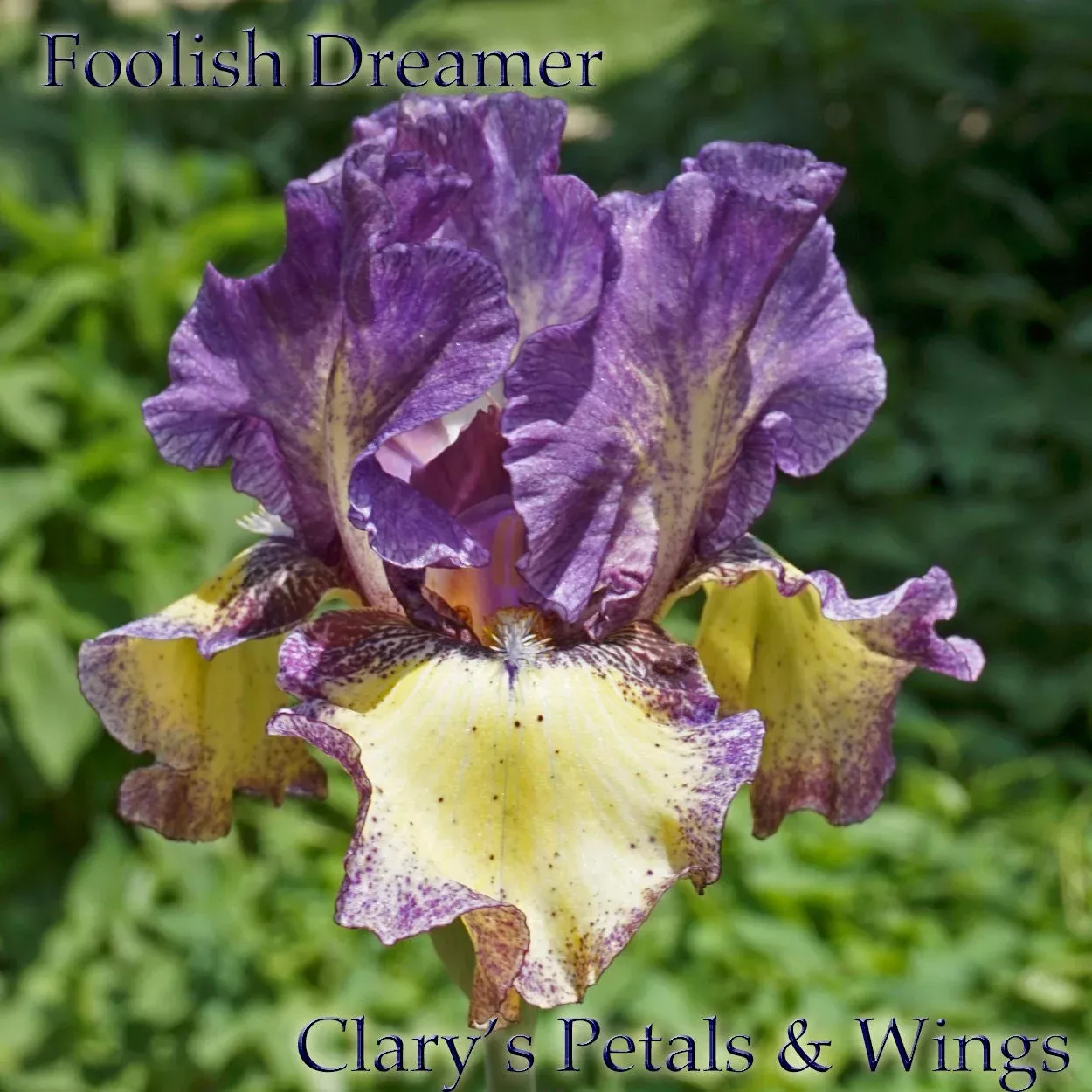 foolish-dreamer-2011-tb FOOLISH DREAMER - 2011 - TB