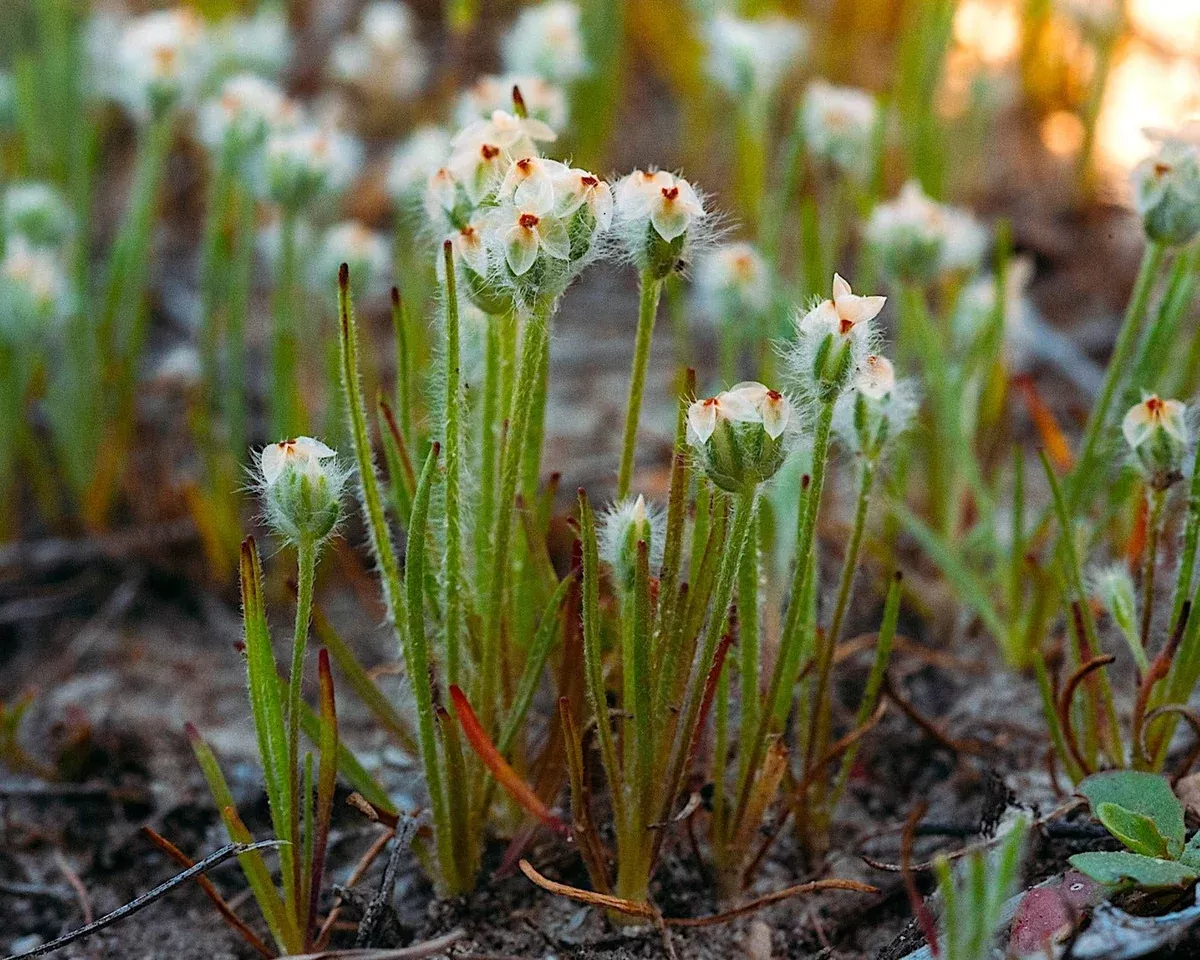 foothill-plantain-seeds-plantago-erecta Foothill Plantain Seeds (Plantago erecta)
