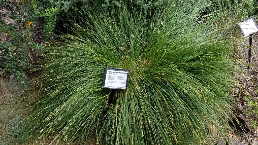 foothill-sedge Foothill Sedge