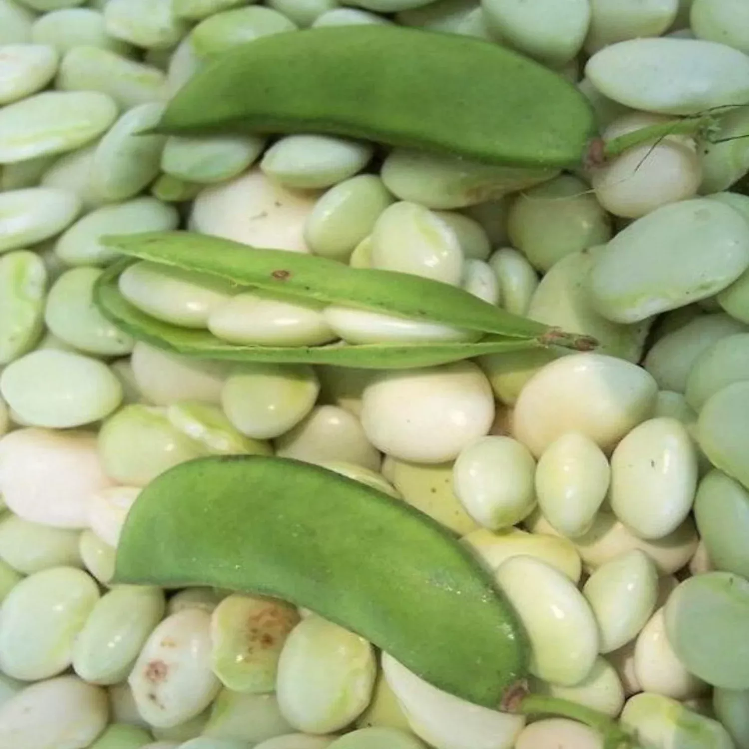 fordhook-242-heirloom-lima-bean-seeds Fordhook 242 Heirloom Lima Bean Seeds