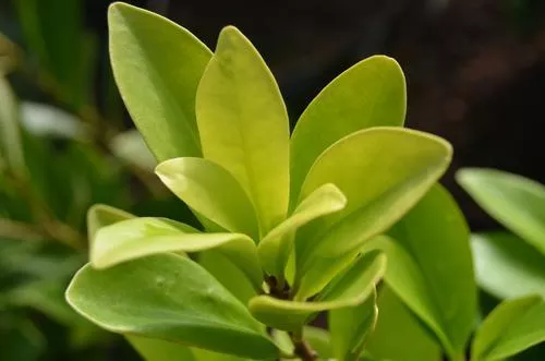 forest-green-anise Forest Green Anise