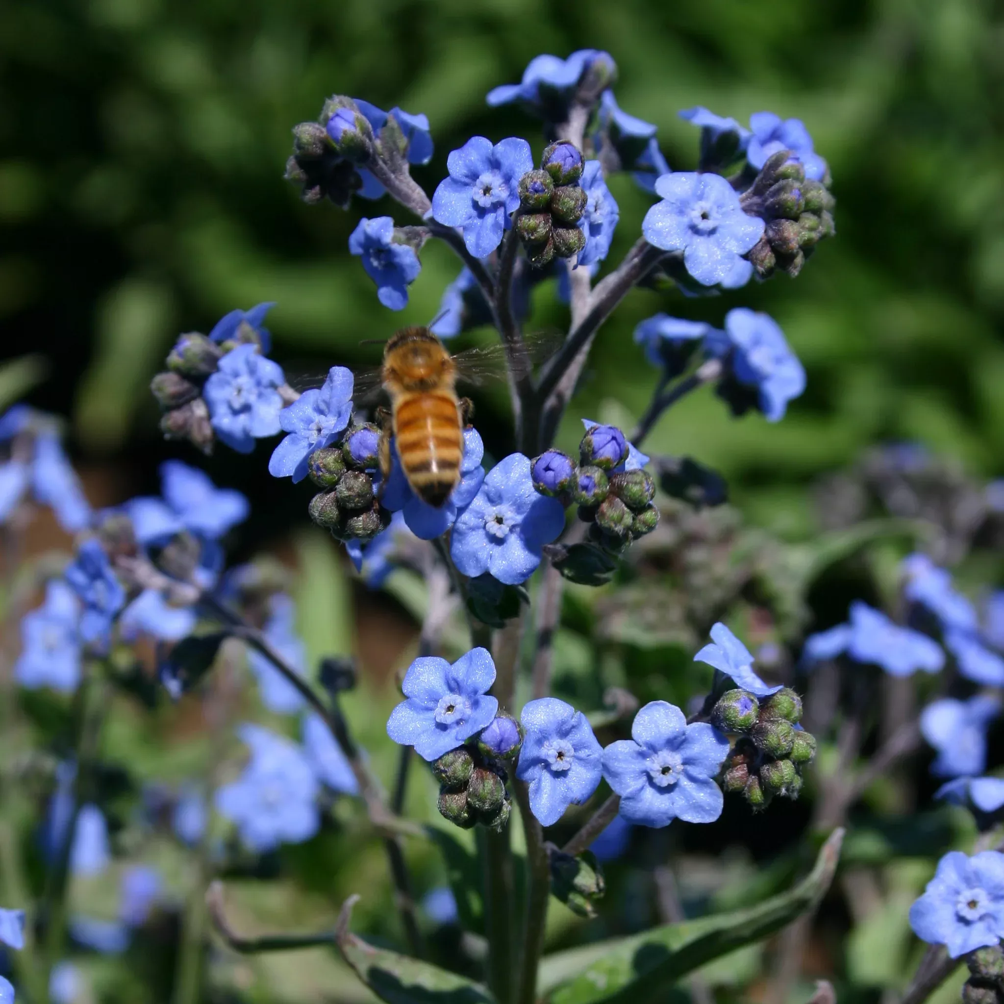 Forget Me Not - Bulk Seed (2)