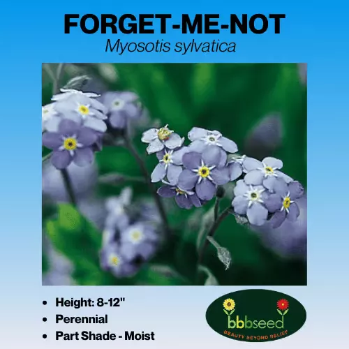 Forget-Me-Not – Myosotis sylvatica