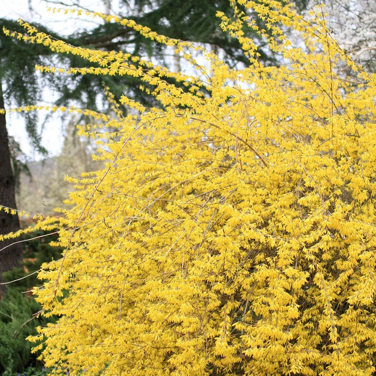 Forsythia:'Northern Gold'2 Gal (Bl)