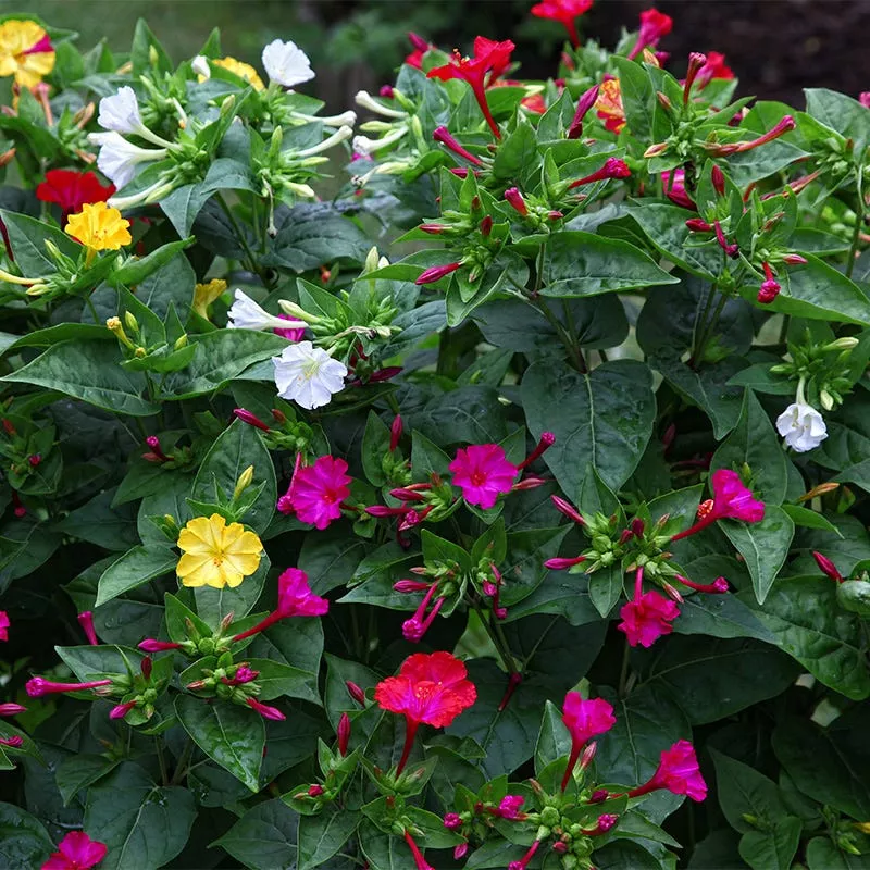 Four O'Clock Seed Mix