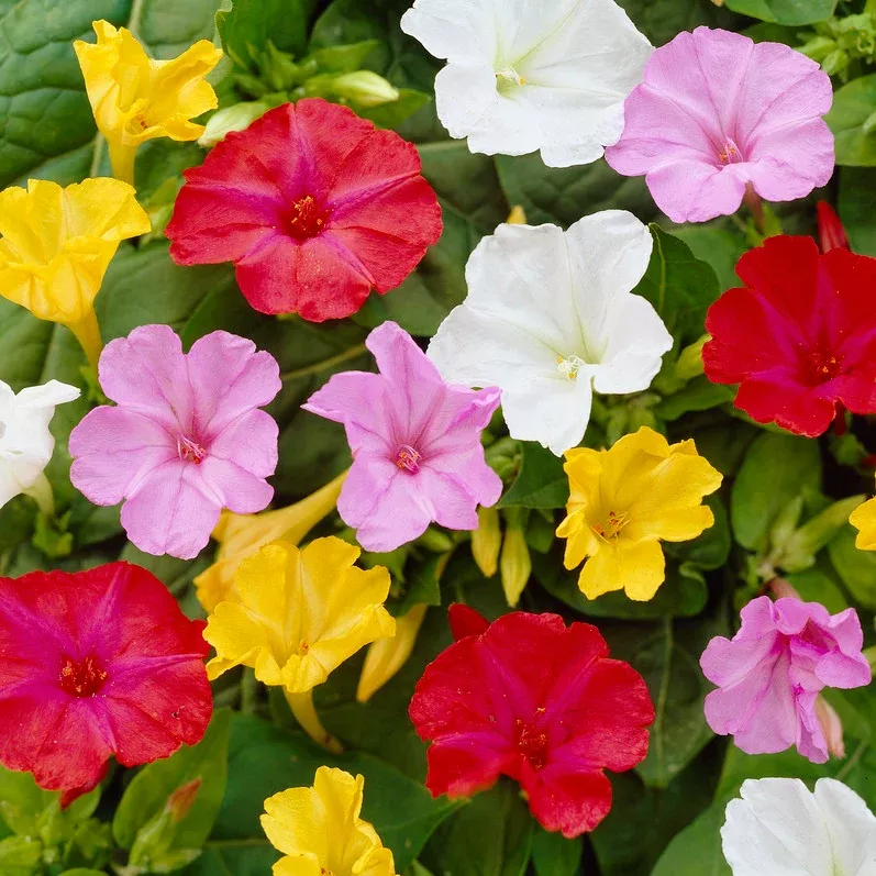 four-o-clocks-mirabilis-jalapa-mix Four O'Clocks - Mirabilis Jalapa Mix